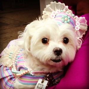 dogs Easter Parade nyc