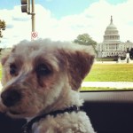 Curly goes to Washington