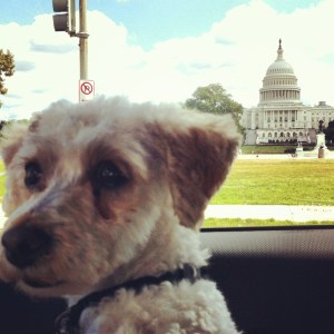 Curly goes to Washington