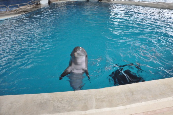 dolphin at baltimore aquarium