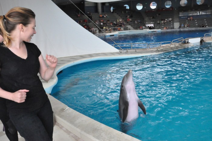 Instructing the dolphin to 