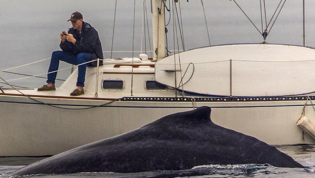 guy on phone, whale swims by
