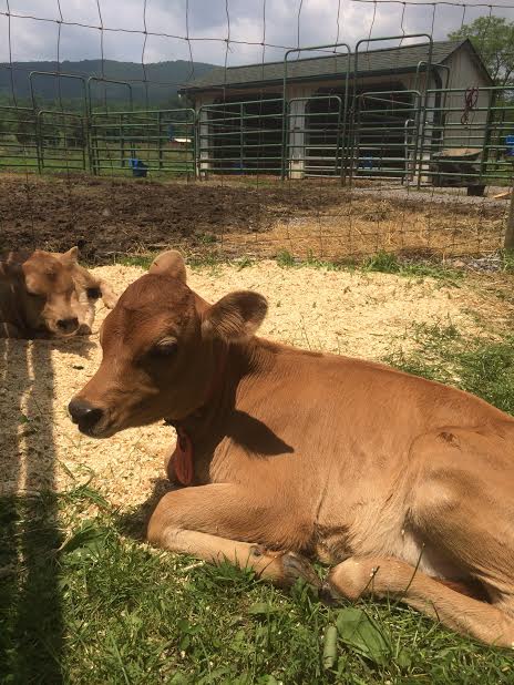 calf at misty morning farm