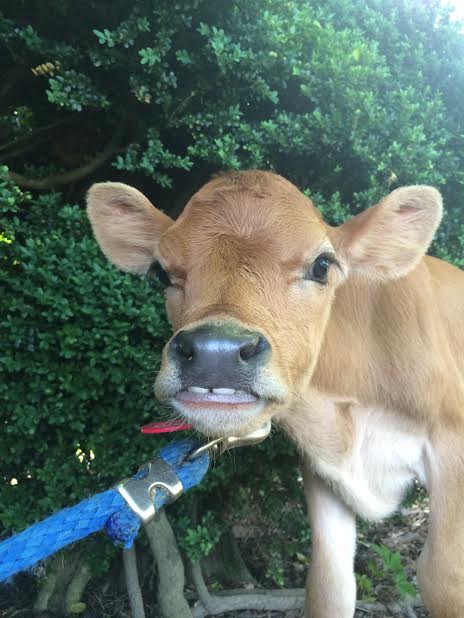 calf from misty morning farm