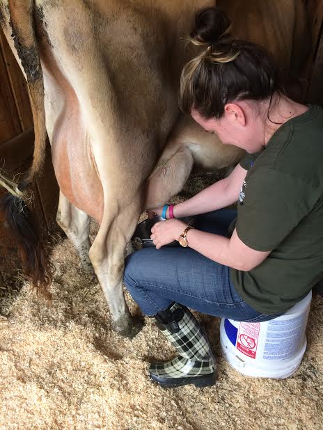 milking a cow virginia